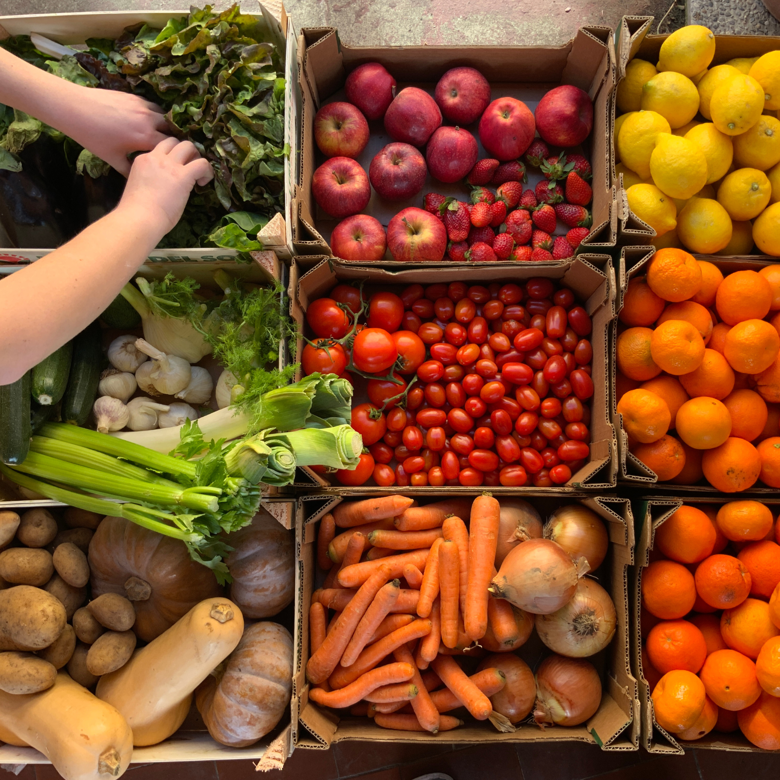 Seasonal Produce for Healthy Family Meals | Rachael DeBoy Wellness Colorful boxes of seasonal fruits and vegetables, including carrots, apples, tomatoes, citrus, and leafy greens—perfect for fresh, local meal planning with Rachael DeBoy Wellness.