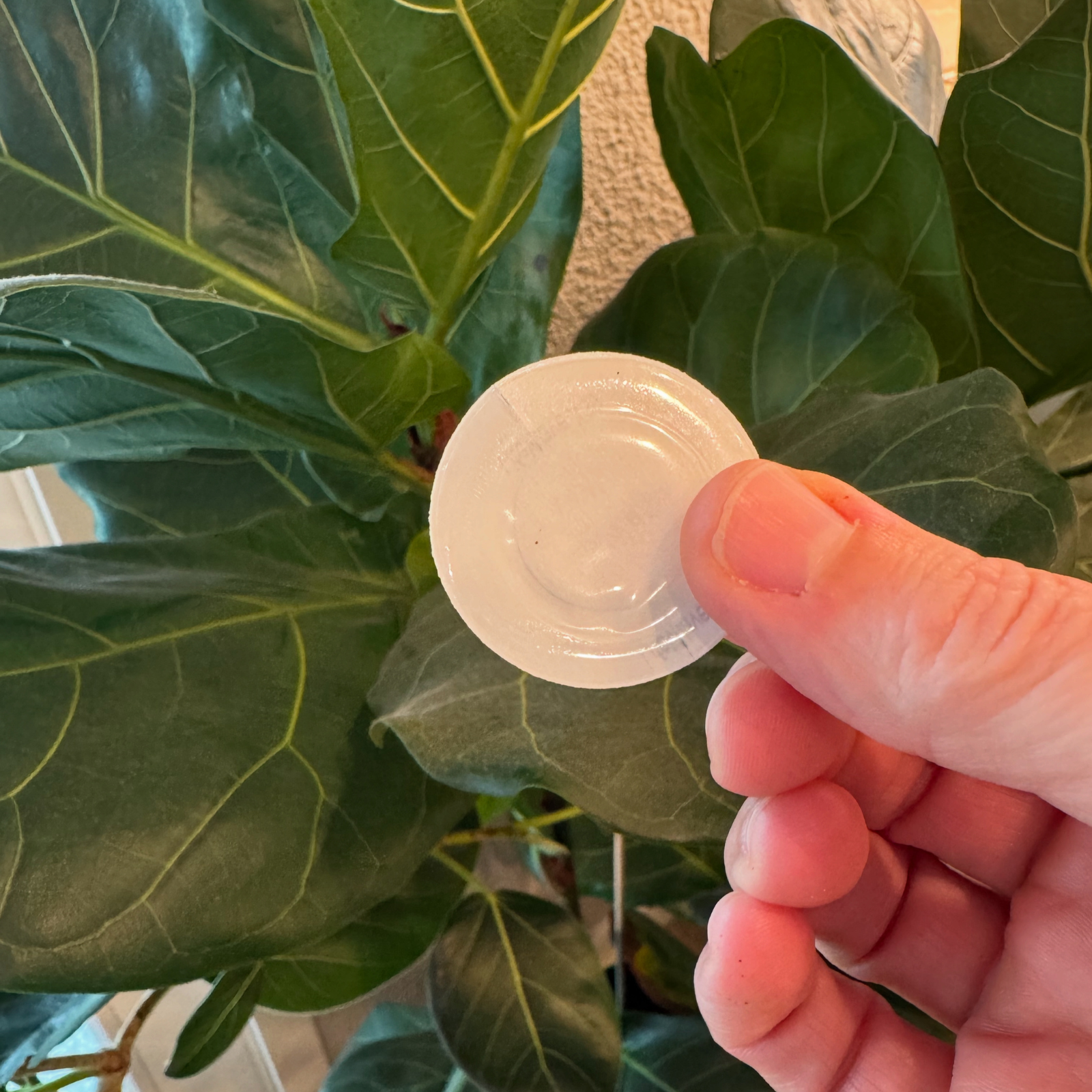 Hand holding a LifeWave X39 stem cell patch with green leaves in the background, featured in Rachael DeBoy Wellness blog.